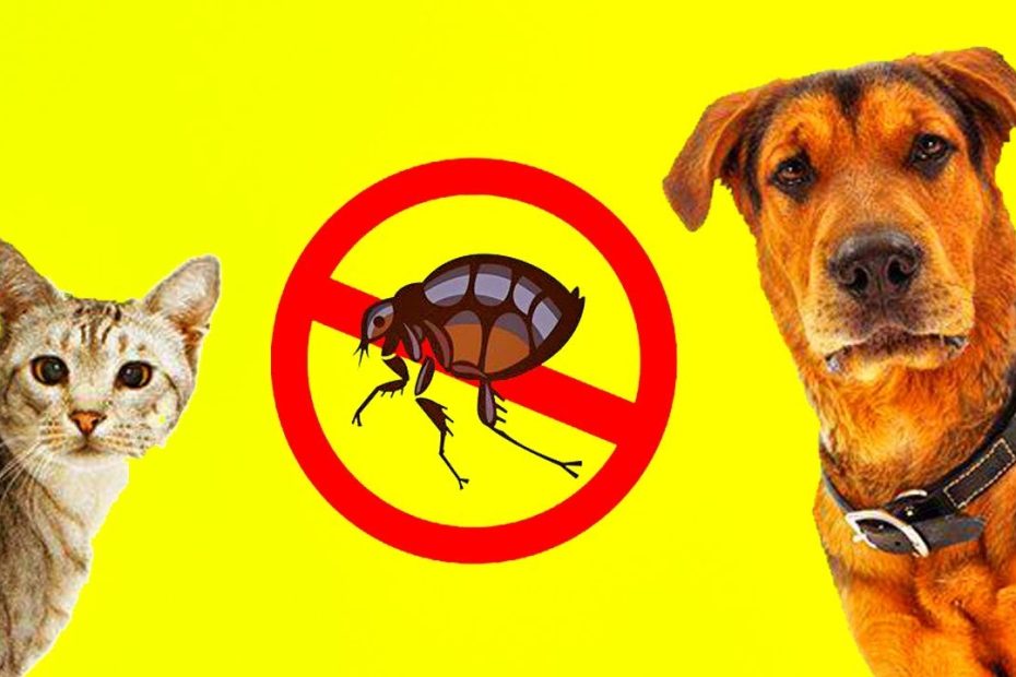 Guía completa: Tratamientos antipulgas, remedios caseros y consejos para mantener a tu perro libre de pulgas