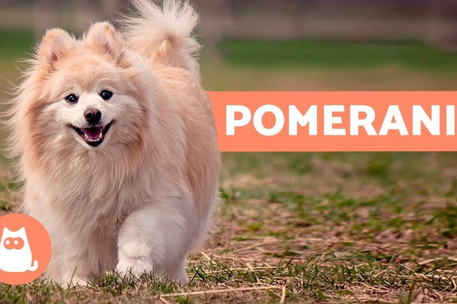 Guía completa para cuidar a tu perro Pomerania