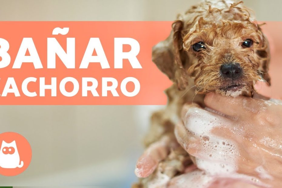 Guía de baño para cachorros de mastín: edad, preparación, productos y consejos