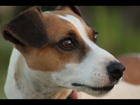 El perro detrás de La Máscara: Descubre la raza y el entrenamiento detrás de Milo
