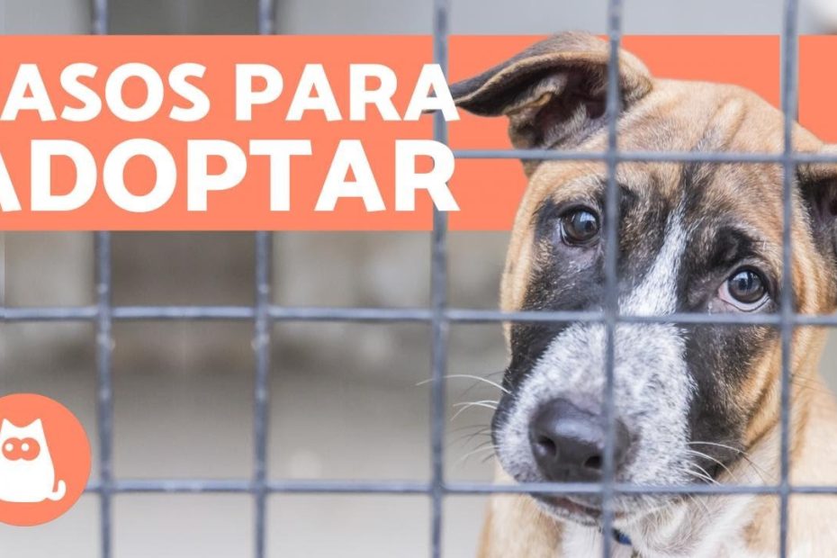 Opciones para dejar a tu perro en Buenos Aires: Refugios, residencias caninas y hogares definitivos