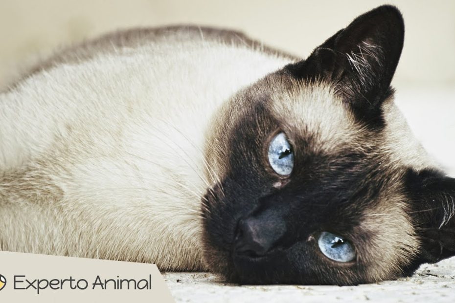 Tener y convivir con un gato siamés en casa: Consejos útiles