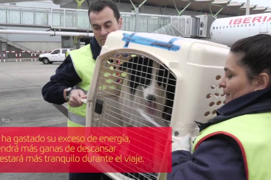 ¿Cómo hacer para viajar con un perro en avion?